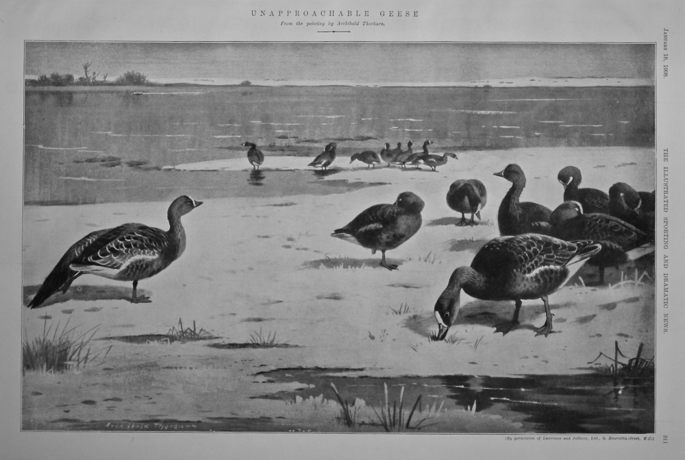 Unapproachable Geese.  1908.