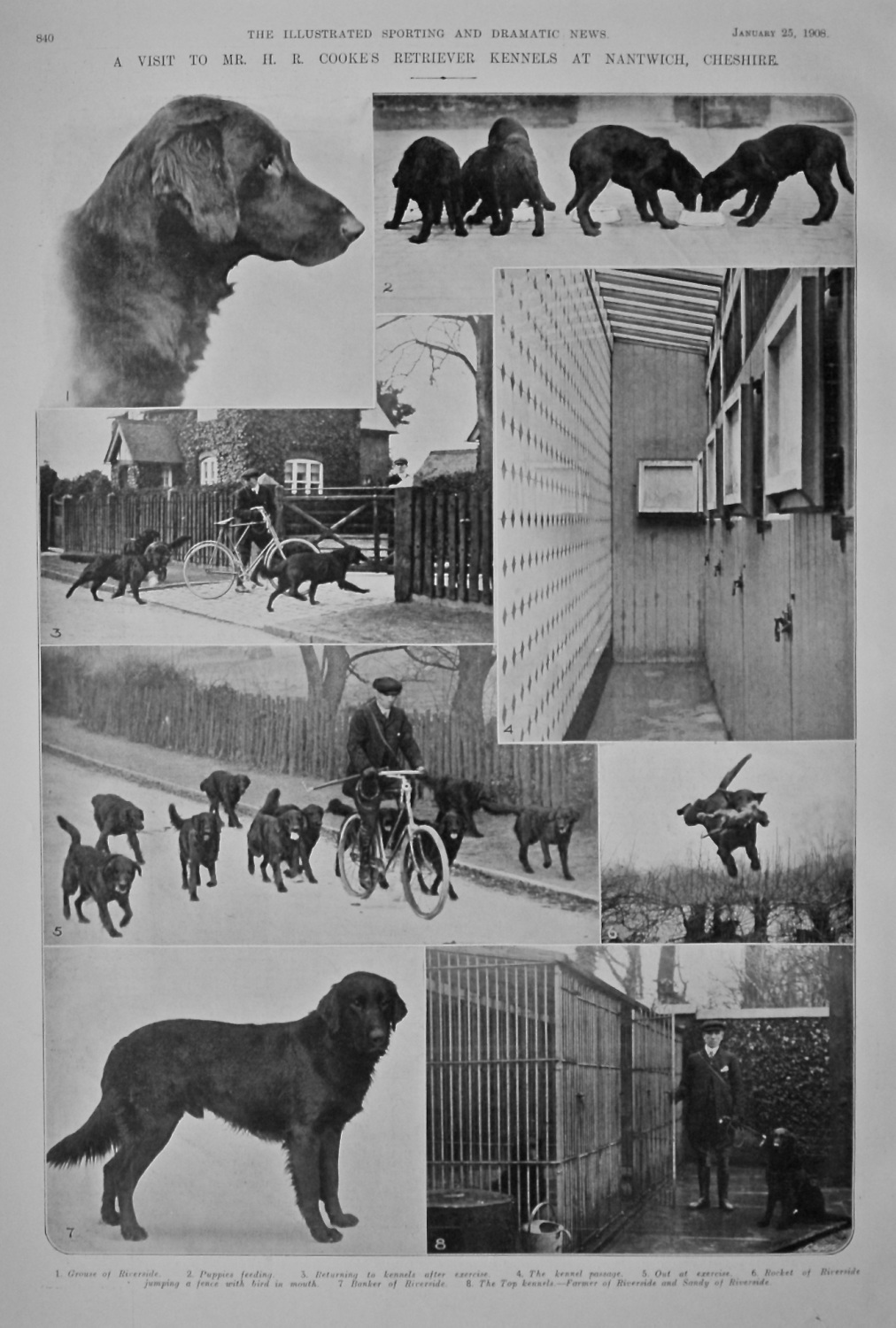 A Visit to Mr. H. R. Cooke's Retriever Kennels at Nantwich, Cheshire.  1908