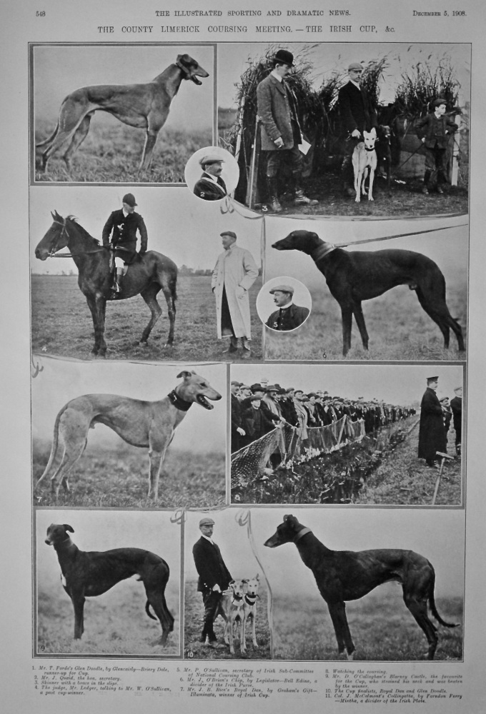 The County Limerick Coursing Meeting.- The Irish Cup,  &c.  1908.