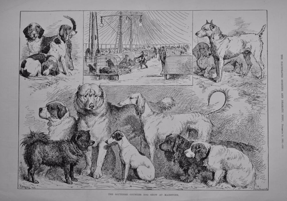 The Southern Counties Dog Show at Maidstone.  1882.
