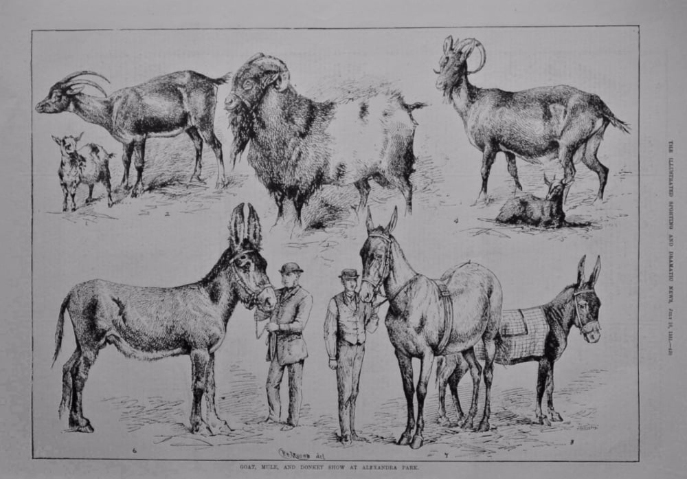 Goat, Mule, and Donkey Show at Alexandra Park.  1881.
