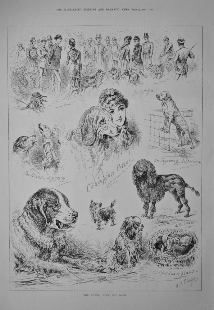 The Kennel Club Dog Show.  1881.