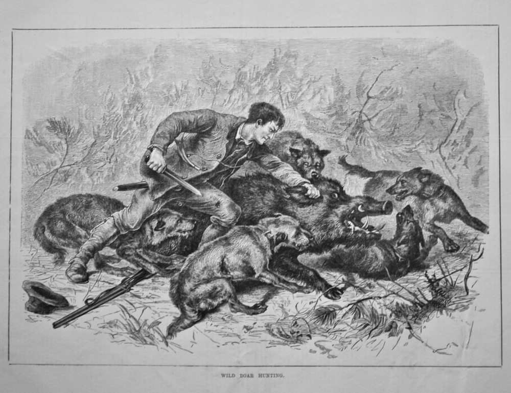 Wild Boar Hunting.  1880.