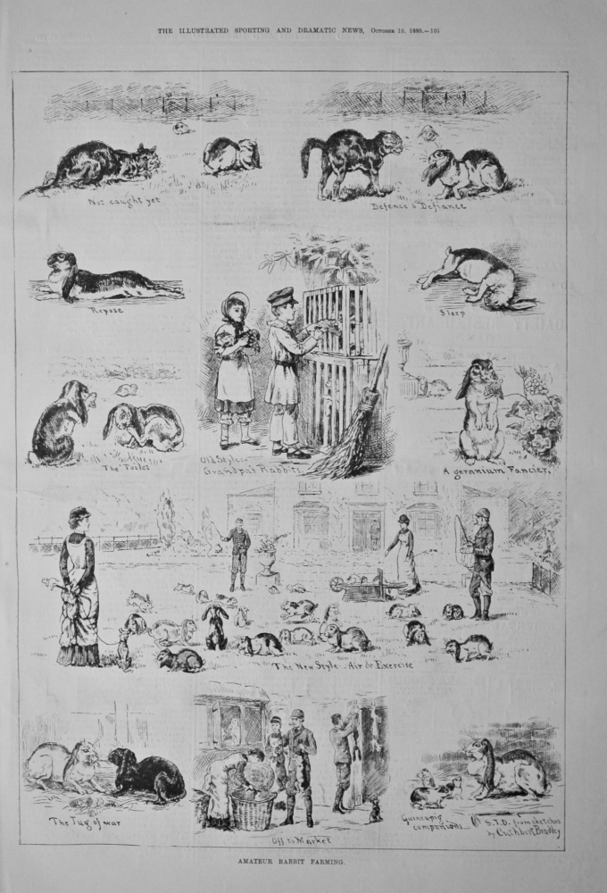 Amateur Rabbit Farming.  1880.