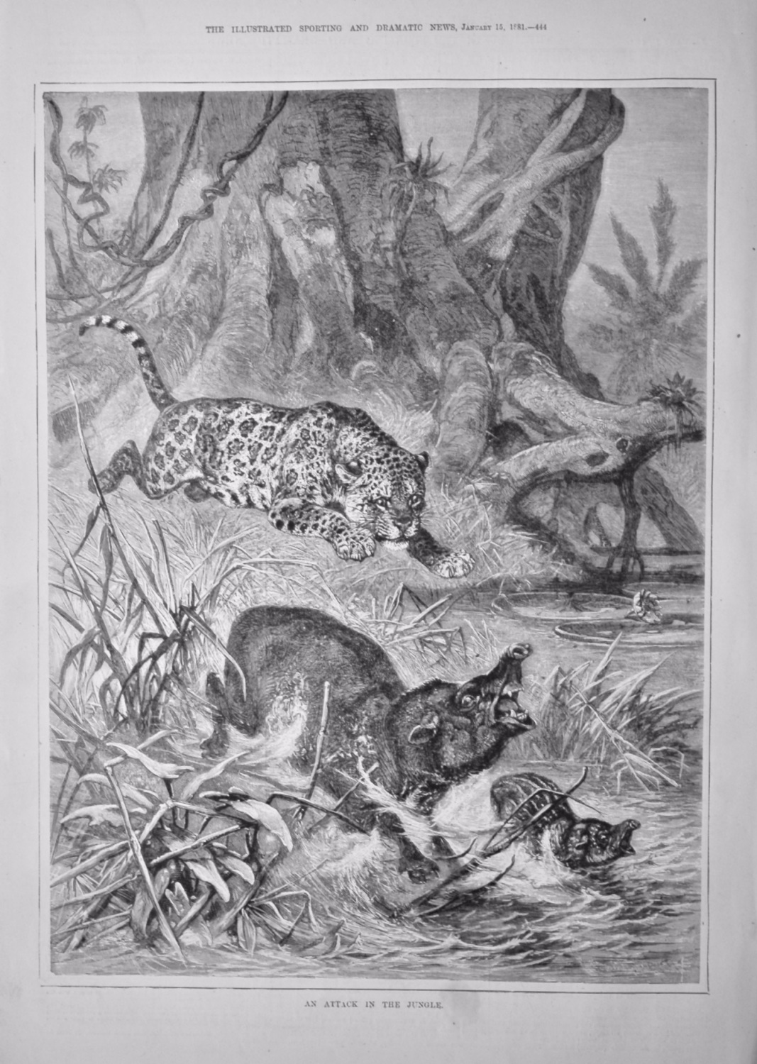 An Attack in the Jungle.  1881.
