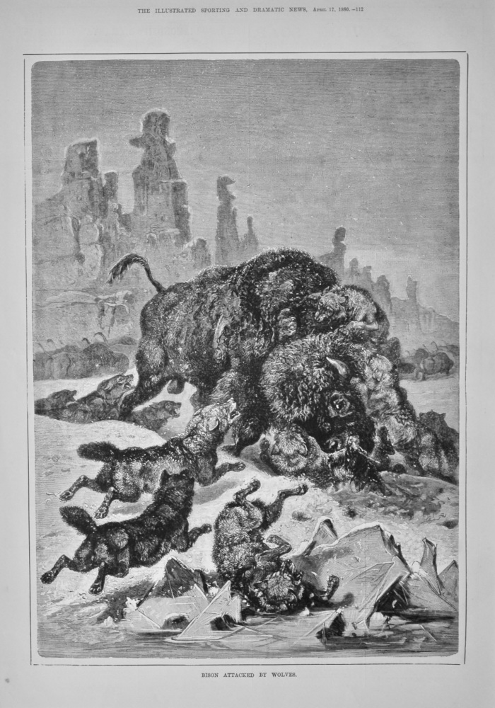 Bison Attacked by Wolves.  1880.