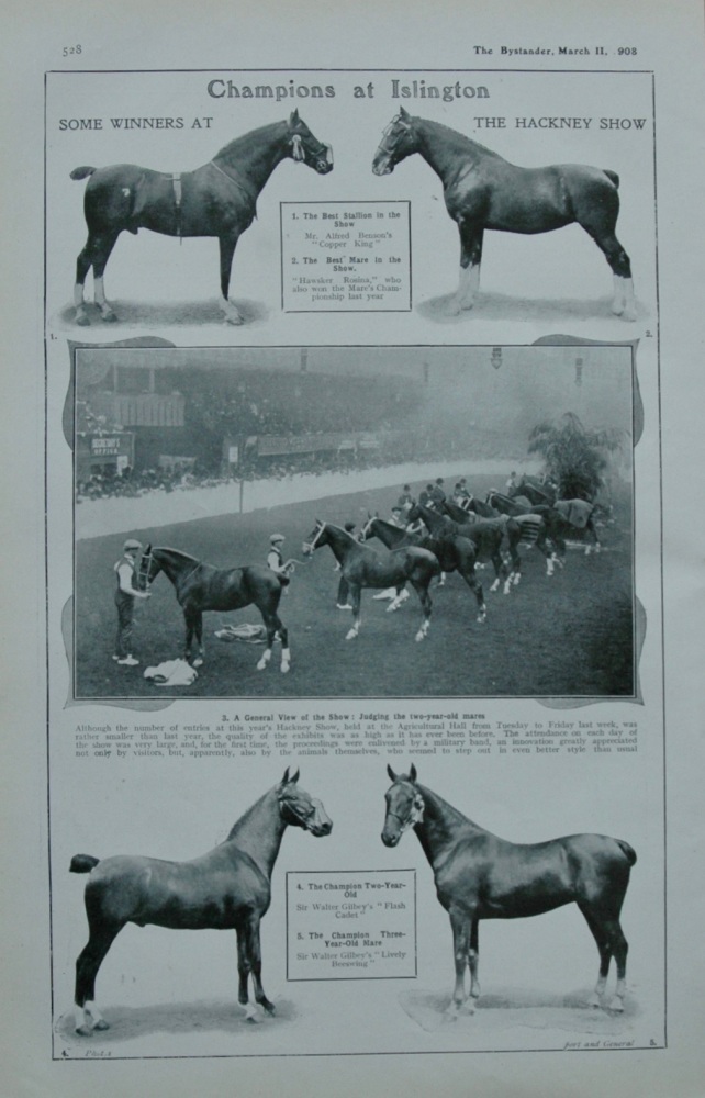 Champions at Islington - Some winners at the Hackney Show.  1908.