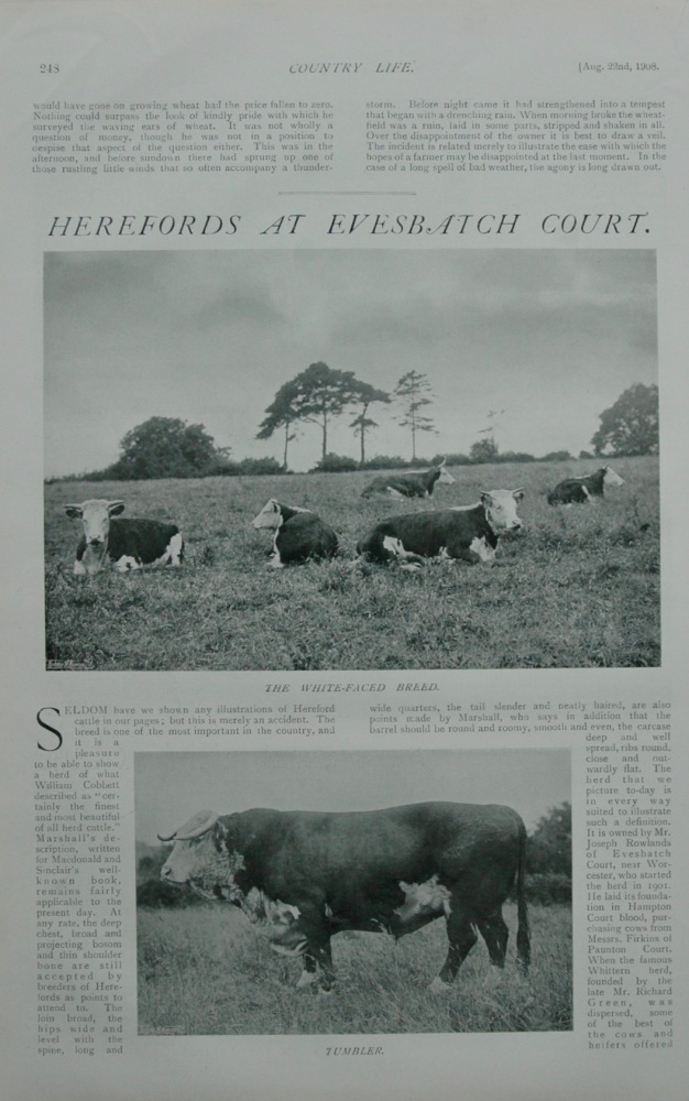 Herefords at Evesbatch Court.  1908.