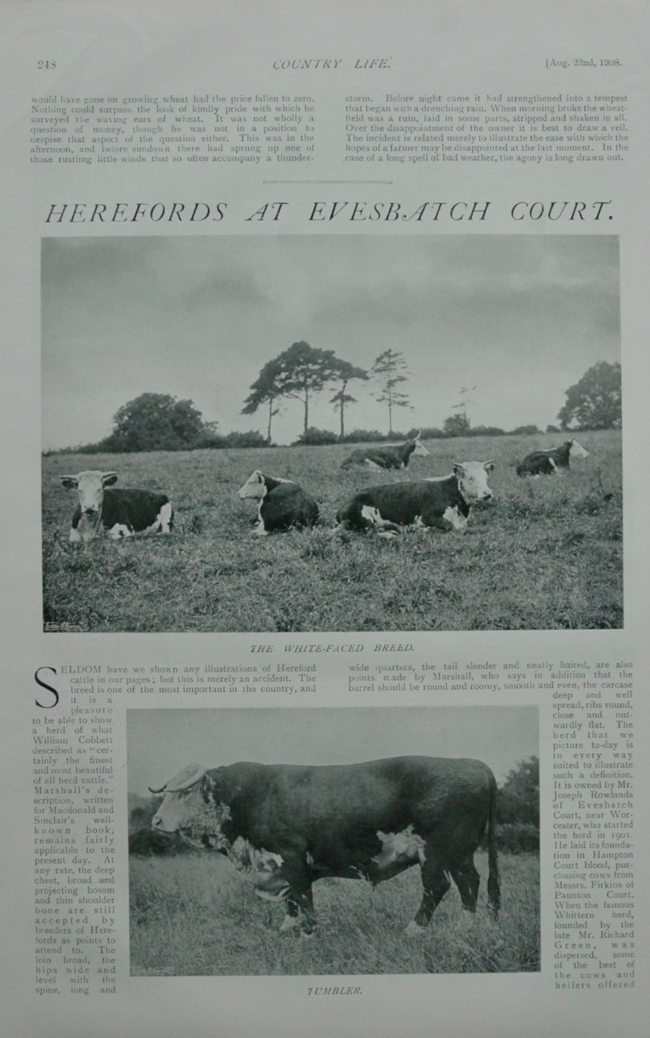 Herefords at Evesbatch Court