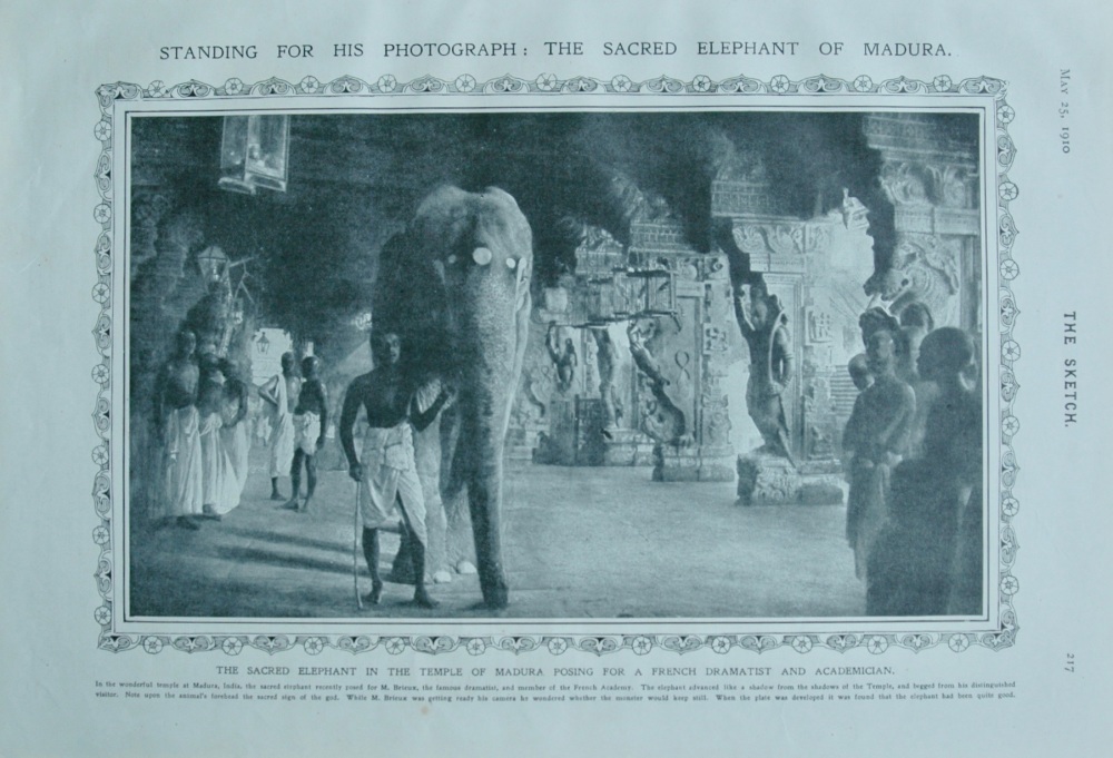The Sacred Elephant of Madura