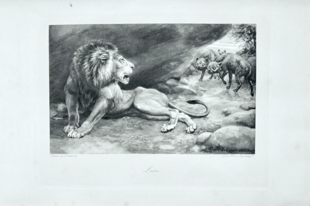 Lion - 1898
