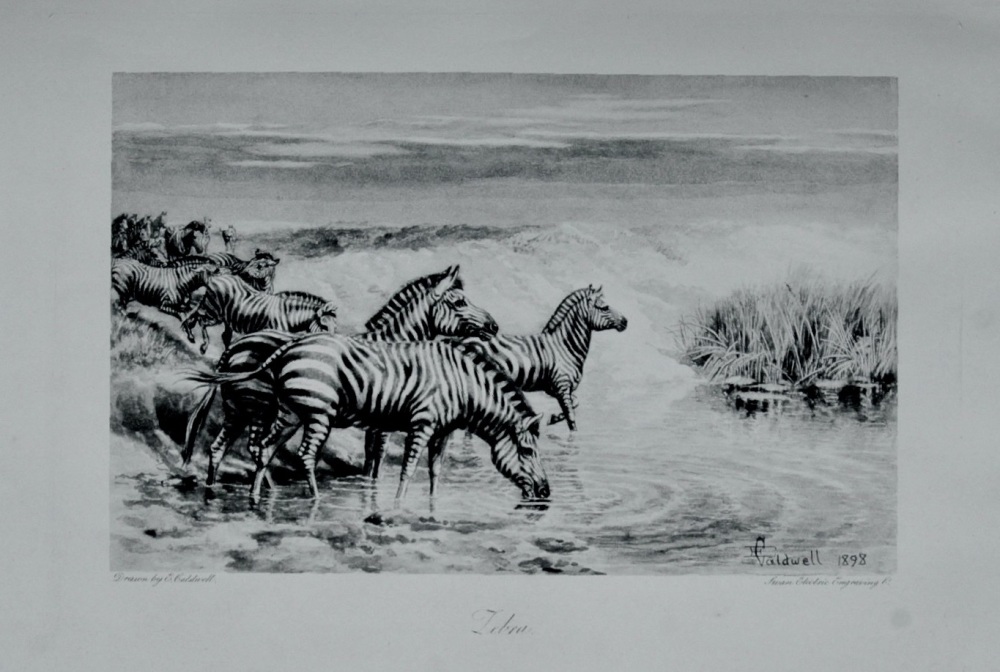 Zebra - 1898