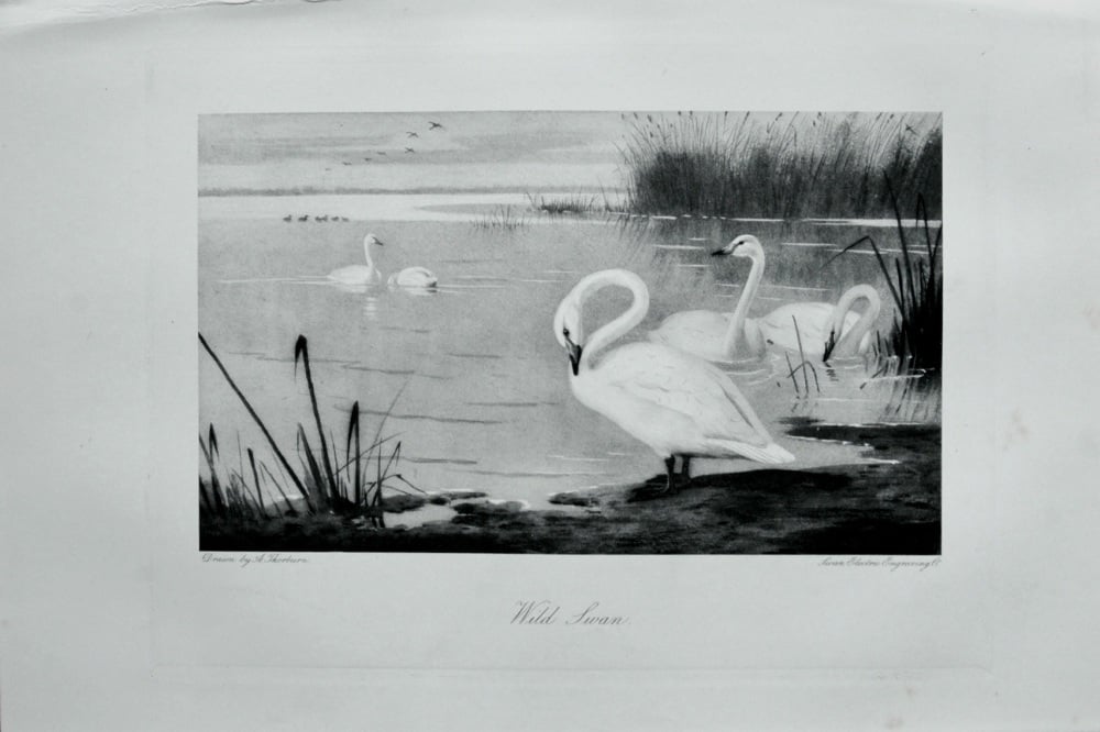 Wild Swan - 1898