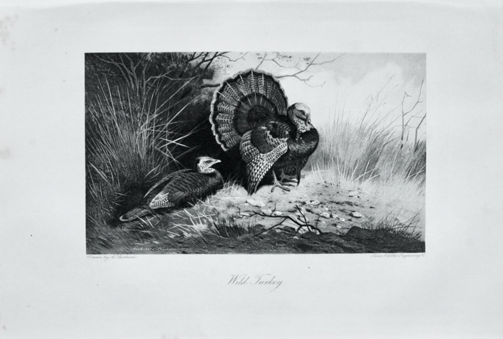 Wild Turkey - 1898