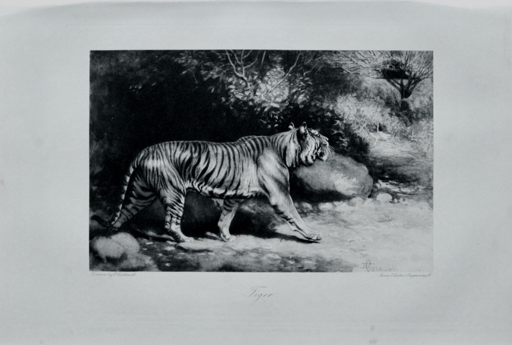 Tiger - 1898