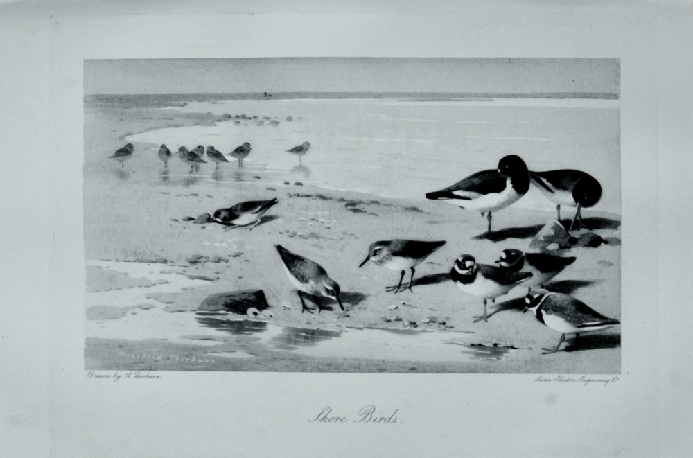 Shore Birds - 1898
