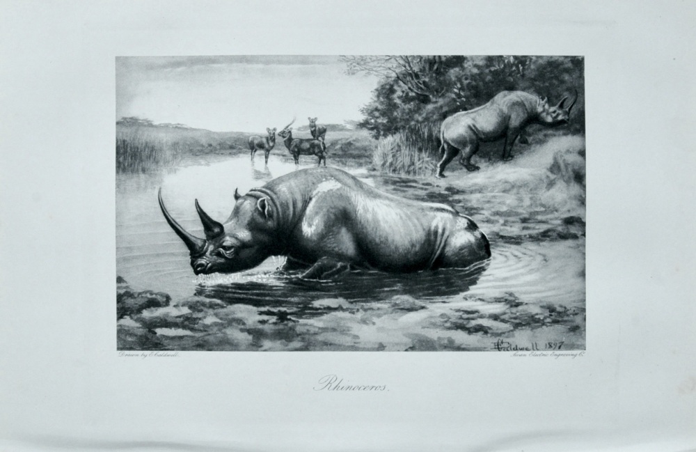 Rhinoceros - 1898