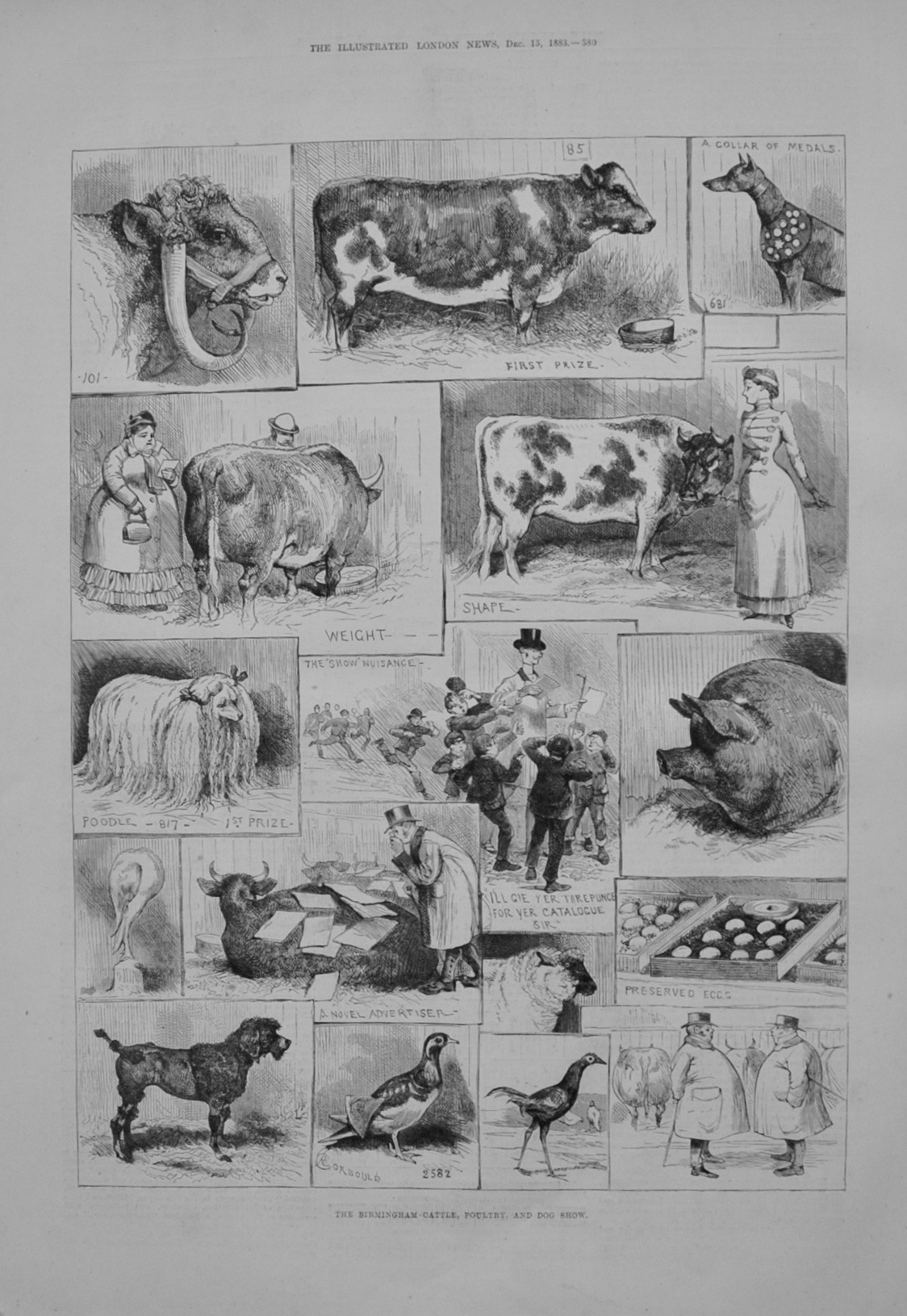 Birmingham Cattle, Poultry Show - 1883