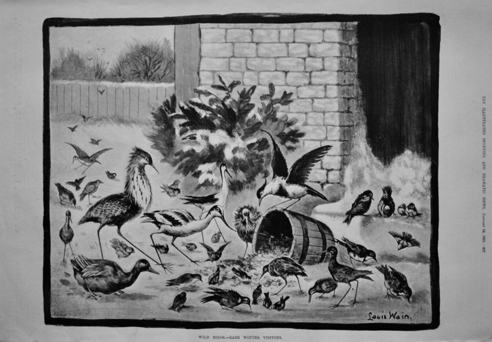 Wild Birds.- Rare Winter Visitors.  1891.
