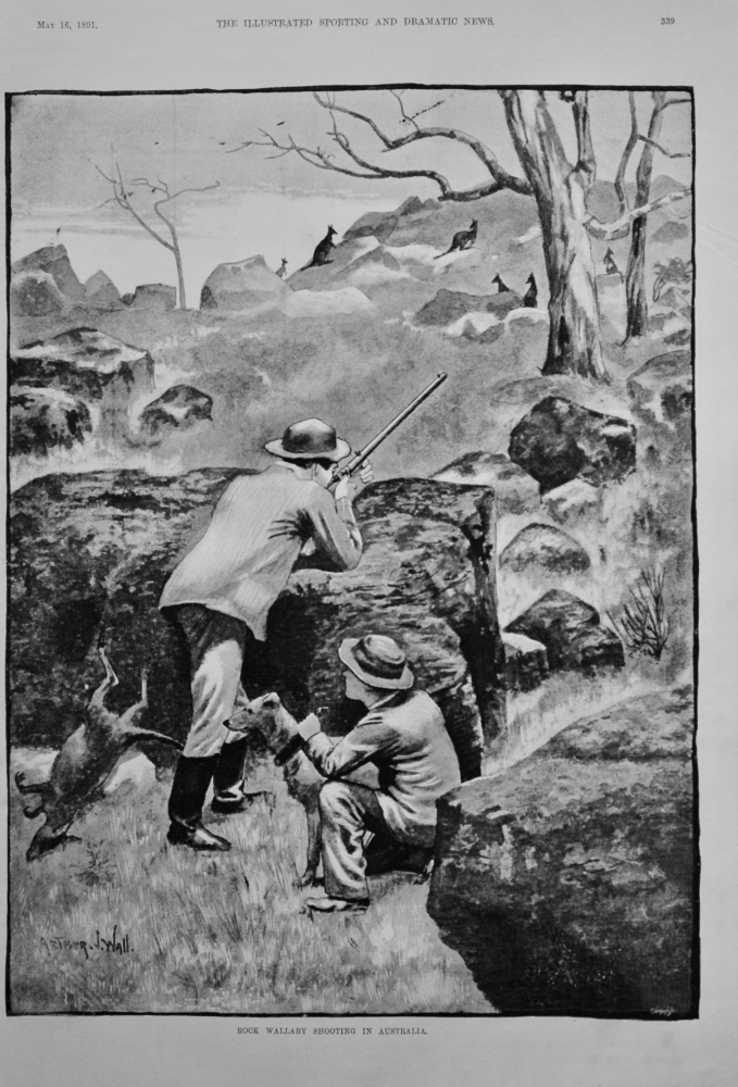 Rock Wallaby Shooting in Australia.  1891.
