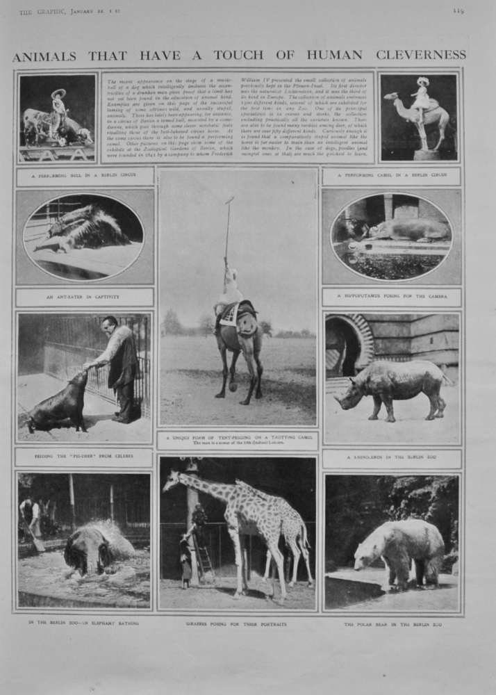Animals that have a touch of Human Cleverness - 1910