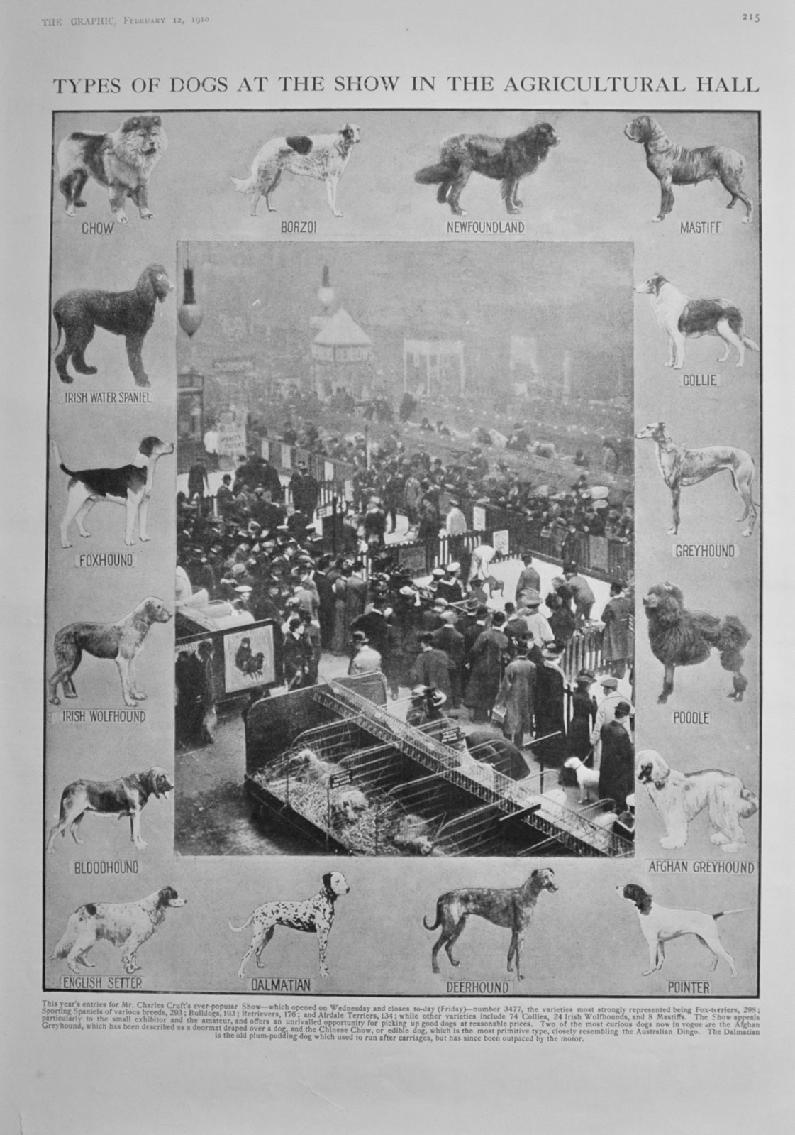 Types of Dogs at the Show in the Agricultural Hall - 1910