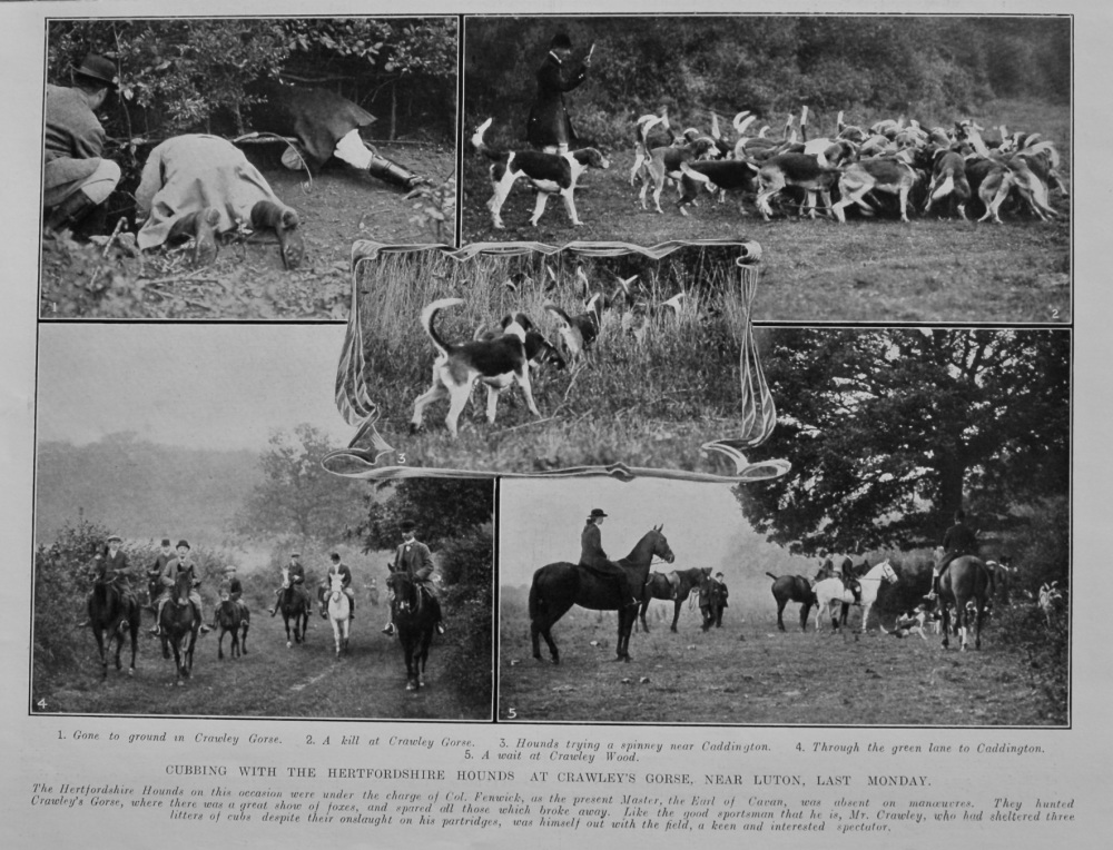 Cubbing with the Hertfordshire Hounds at Crawley's Gorse, near Luton.  1912.