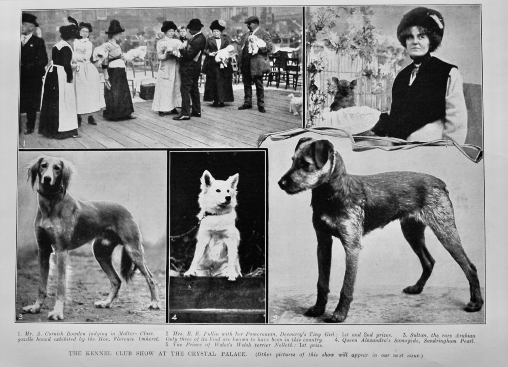 The Kennel Club Show at the Crystal Palace.  1912.