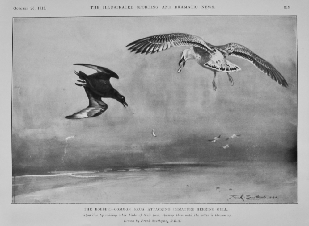 The Robber.- Common Skua Attacking Immature Herring Gull.  1912.