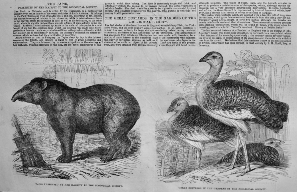 The Great Bustards in the Gardens of the Zoological Gardens.  1847.