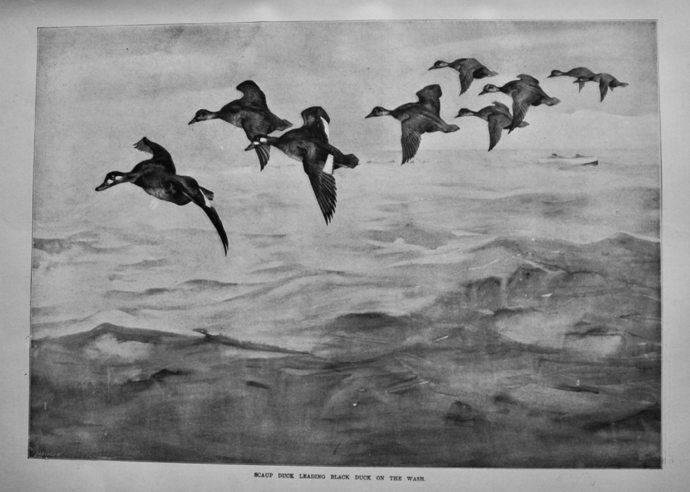 Scaup Duck Leading Black Duck on the Wash.  1901.