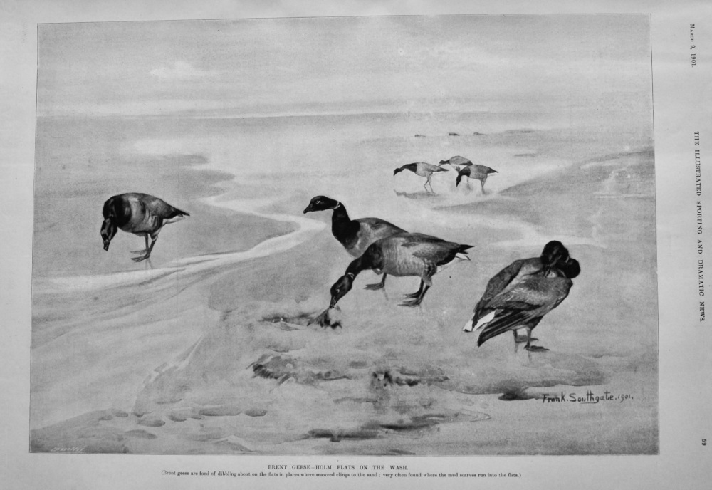 Brent Geese- Holm Flats on the Wash.  1901.