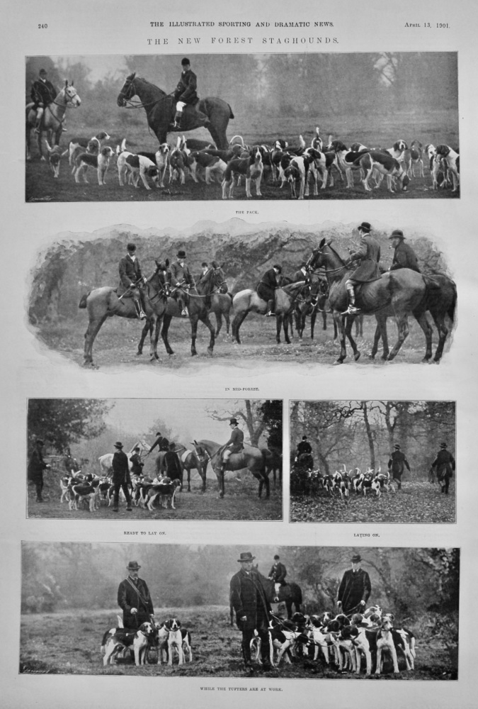 The New Forest Staghounds.  1901.