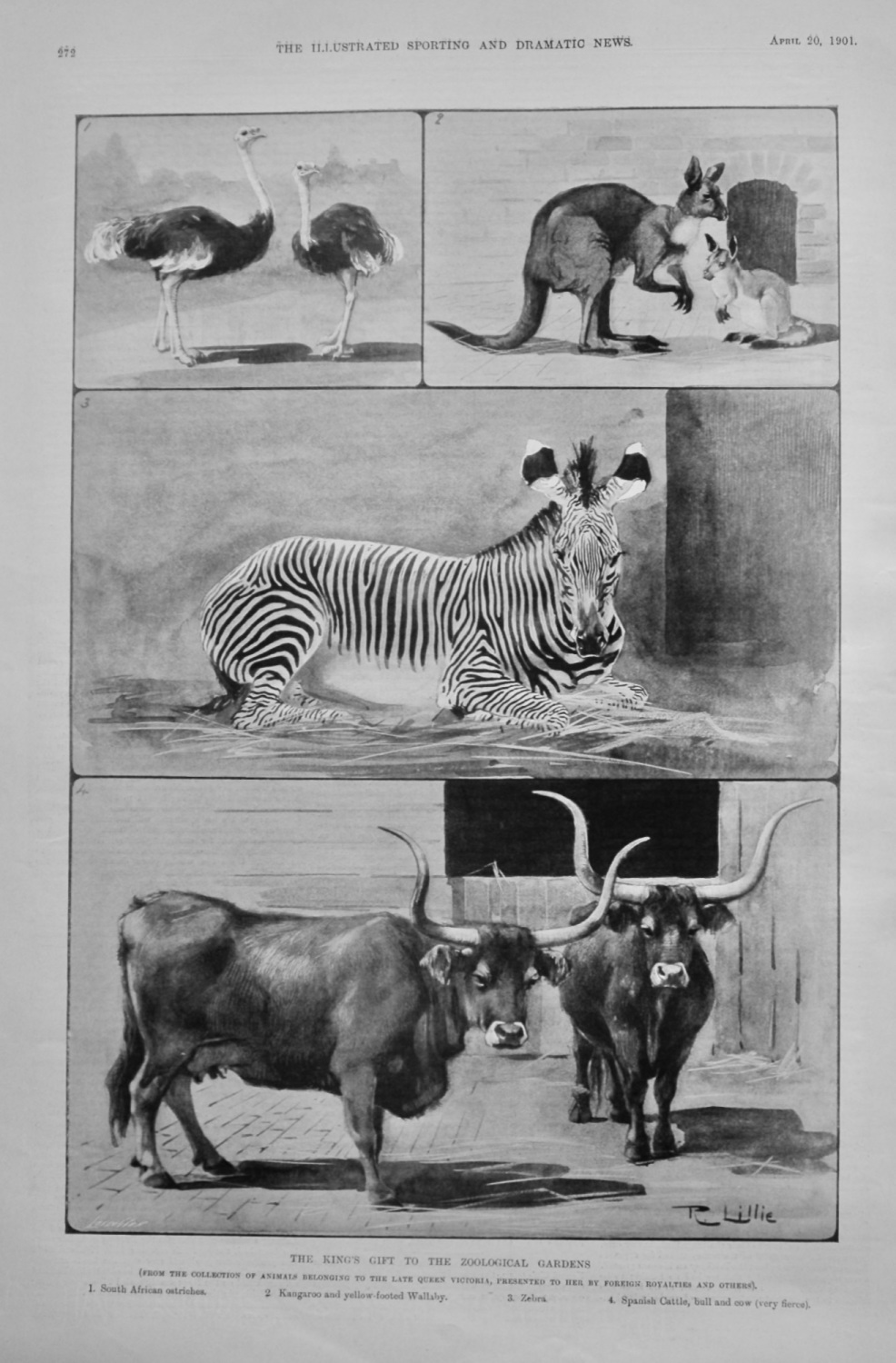 The King's Gift to the Zoological Gardens.  1901.