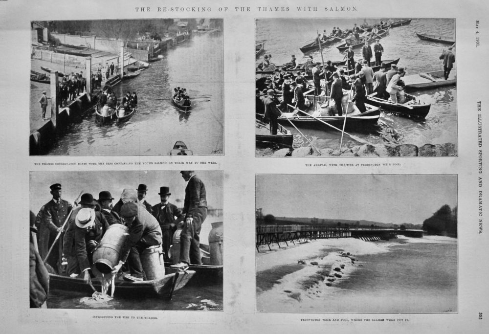 The Re-Stocking of the Thames with Salmon.  1901.