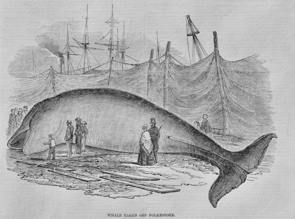 Whale taken off Folkestone.  1848.