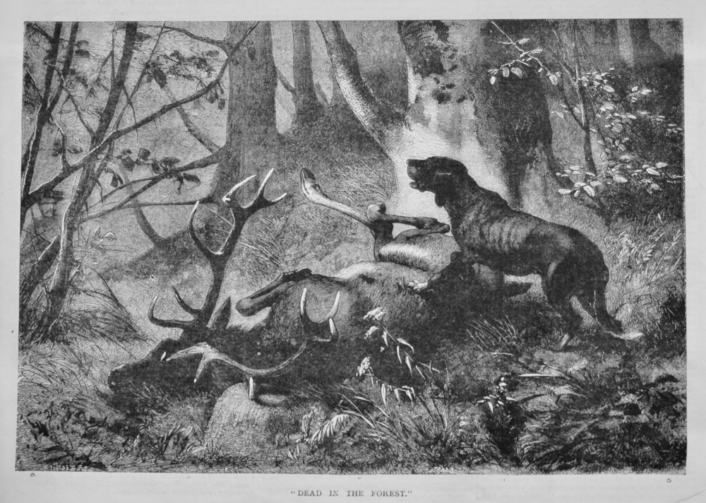 "Dead in the Forest."  1878.