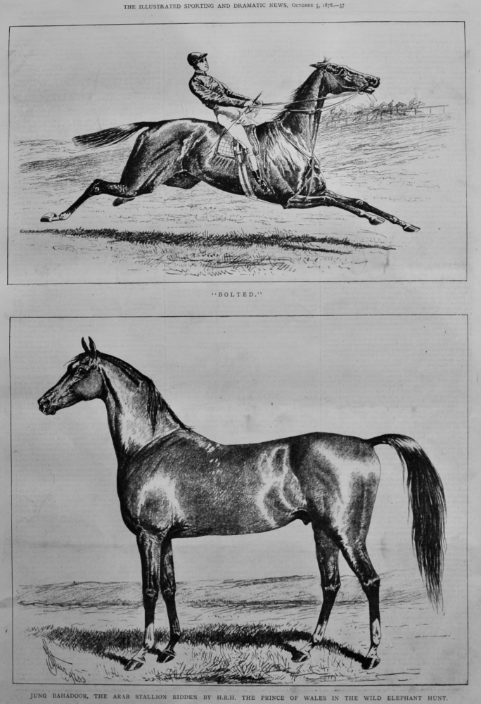 Jung Bahadoor, the Arab Stallion Ridden by H.R.H. The Prince of Wales in the Wild Elephant Hunt.  1878.