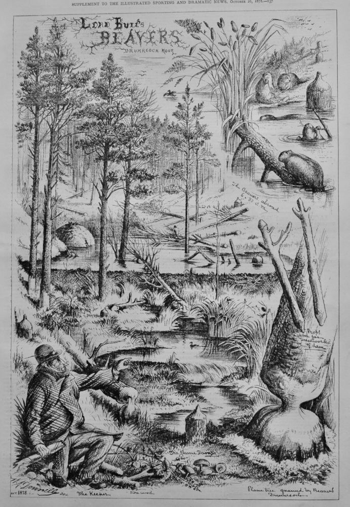Lord Bute's Beavers, Drumreoch Moor.  1878.