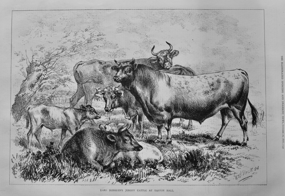 Earl Rosslyn's Jersey Cattle at Easton Hall.  1878.