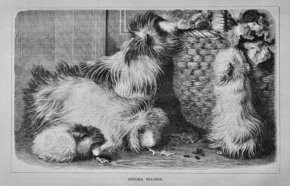 Angora Sea-Pigs.  1878.