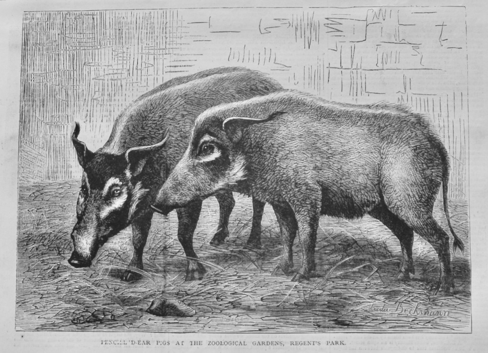 Pencill'd-Ear Pigs at the Zoological Gardens, Regent's Park.  1878.