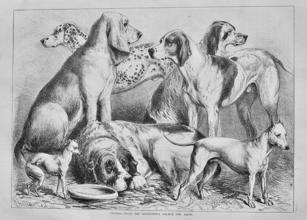 Studies from the Alexandra Palace Dog Show.  1878.