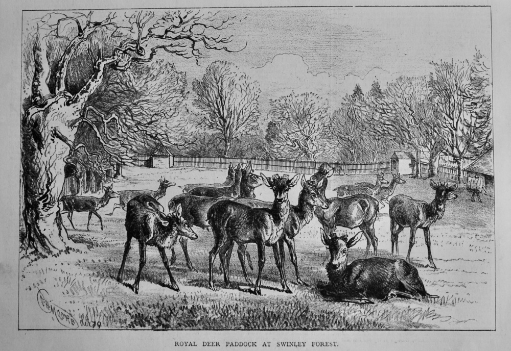 Royal Deer Paddock at Swinley Forest.  1879.