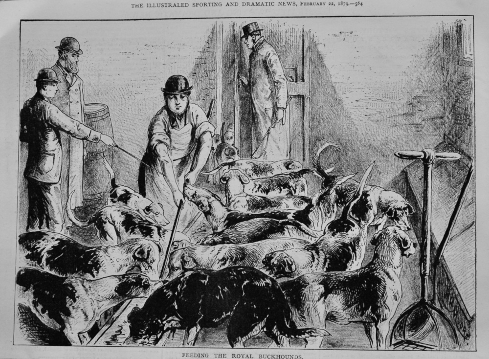 Feeding the Royal Buckhounds.  1879.