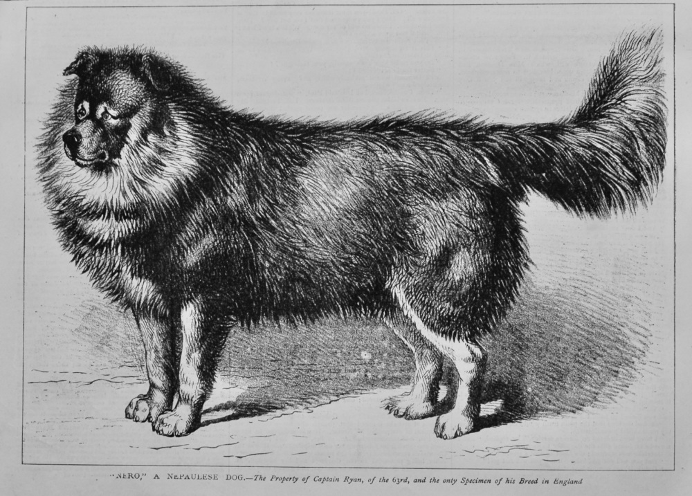 "Nero," A Nepaulese Dog.- The Property of Captain Ryan, of the 63rd, and the only specimen of his Breed in England. 1879.