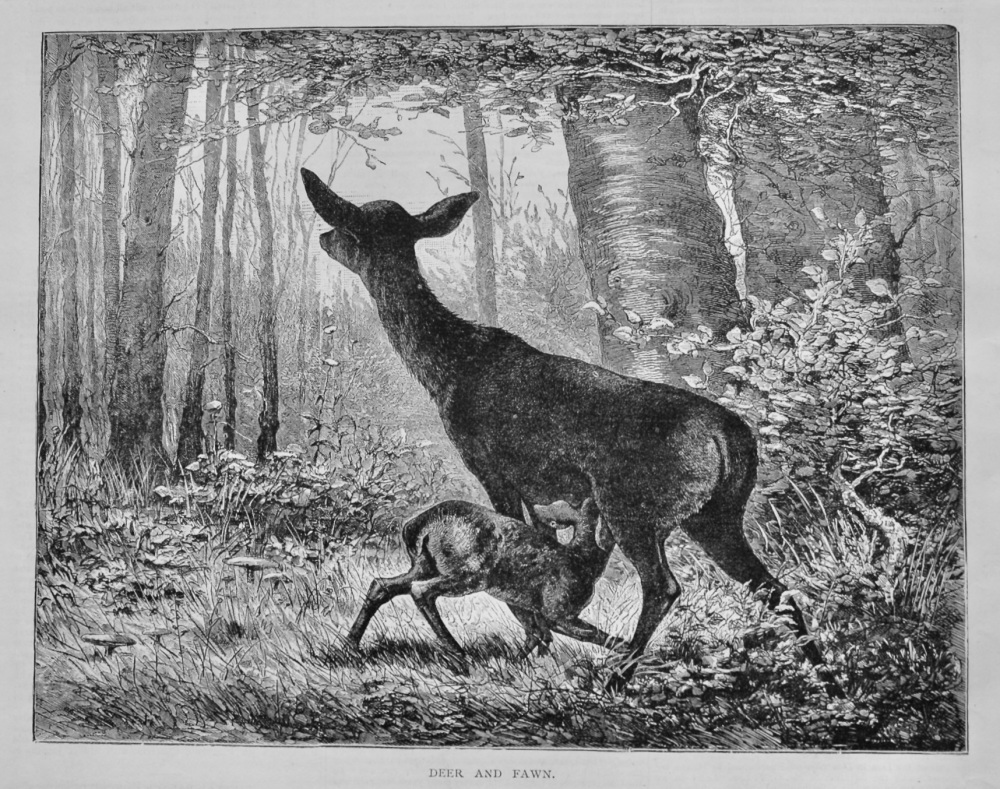 Deer and Fawn.  1879.
