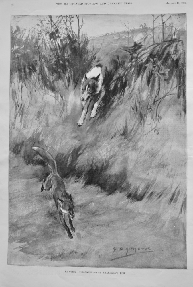 Hunting Nuisances :- The Shepherd's Dog.  1903.