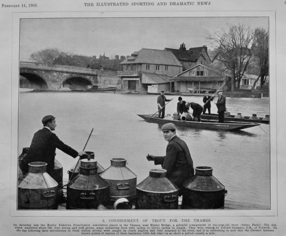 A Consignment of Trout for the Thames.  1903.