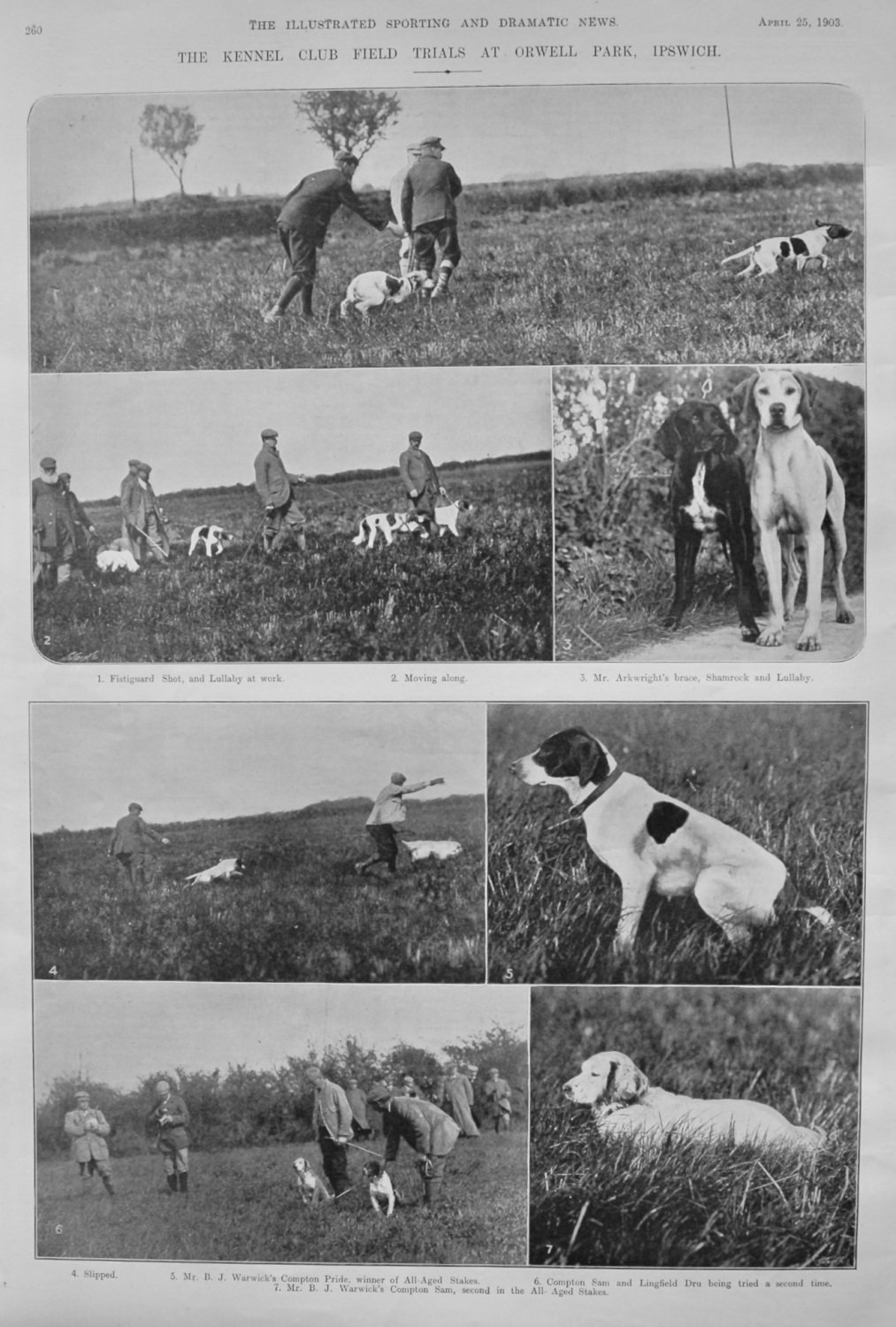 The Kennel Club Field Trials at Orwell Park, Ipswich.  1903.